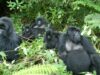 Gorilla Trekking in Africa Gorillas of Uganda