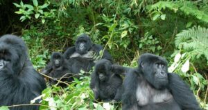 Gorilla Trekking in Africa Gorillas of Uganda