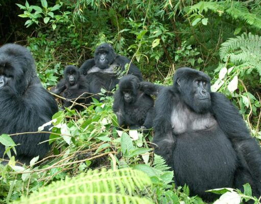 Gorilla Trekking in Africa Gorillas of Uganda