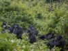 Kahuzi-Biega National Park: An Island in the Middle of an Ocean of Poverty Kahuzi Biega Gorillas