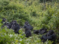 Kahuzi-Biega National Park: An Island in the Middle of an Ocean of Poverty Kahuzi Biega Gorillas