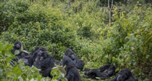 Kahuzi-Biega National Park: An Island in the Middle of an Ocean of Poverty Kahuzi Biega Gorillas