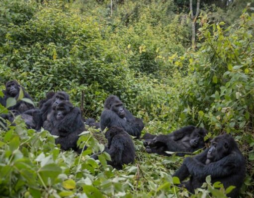 Kahuzi-Biega National Park: An Island in the Middle of an Ocean of Poverty Kahuzi Biega Gorillas