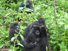 How Tourism is Helping Gorillas and Communities in Rwanda Rwanda Gorillas