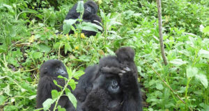 How Tourism is Helping Gorillas and Communities in Rwanda Rwanda Gorillas