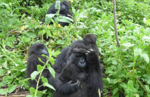 How Tourism is Helping Gorillas and Communities in Rwanda Rwanda Gorillas