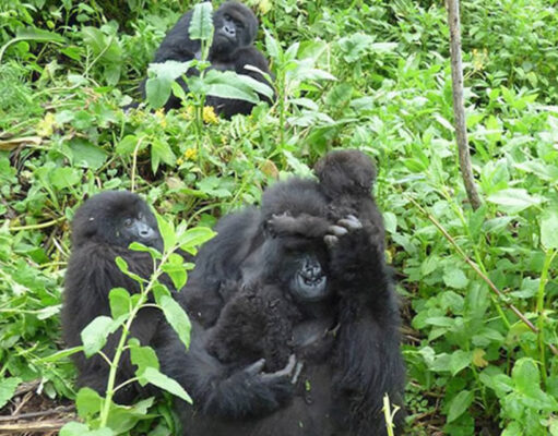 How Tourism is Helping Gorillas and Communities in Rwanda Rwanda Gorillas