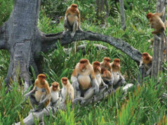 Going Ape Tracking in Asia Going Ape in Asia