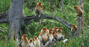 Going Ape Tracking in Asia Going Ape in Asia