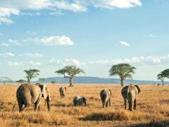 Change Your Life: Go on African Safari with National Geographic African Safari
