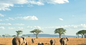 Change Your Life: Go on African Safari with National Geographic African Safari