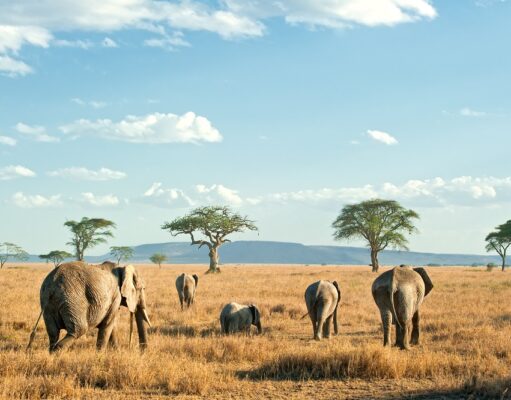Change Your Life: Go on African Safari with National Geographic African Safari