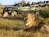 Go on a Safari in South Africa’s Big Game Parks Game Viewing Safari in South Africa