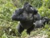 Gorillas Not Lost in the Mist Gorilla Charges