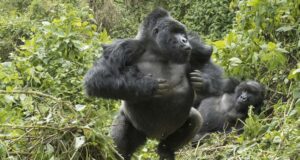Gorillas Not Lost in the Mist Gorilla Charges