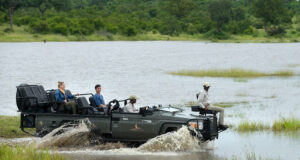 The Cheetah Plains: A Big Five Bonanza! Cheetah Plains of Sabi Sands