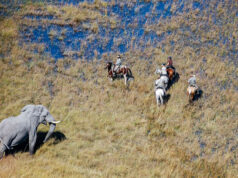 Go Horse Riding in Botswana Horse Riding in Botswana