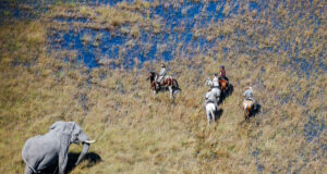 Go Horse Riding in Botswana Horse Riding in Botswana