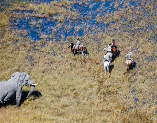 Go Horse Riding in Botswana Horse Riding in Botswana