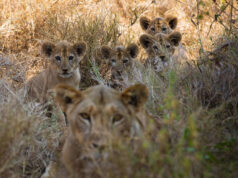 Call of the Wild in Kenya: Kenya Safari Lions