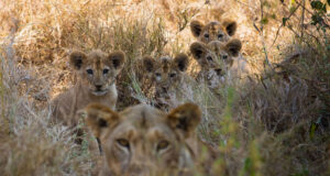 Call of the Wild in Kenya: Kenya Safari Lions