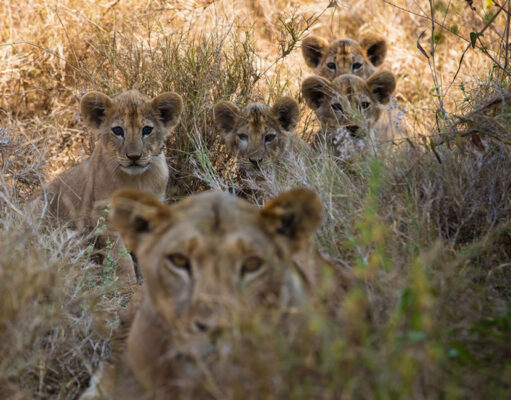 Call of the Wild in Kenya: Kenya Safari Lions
