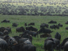 12 African Safari Experiences to Stir Your Wanderlust Wildebeests Africa Safari