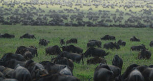 12 African Safari Experiences to Stir Your Wanderlust Wildebeests Africa Safari