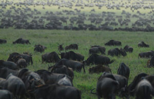 12 African Safari Experiences to Stir Your Wanderlust Wildebeests Africa Safari