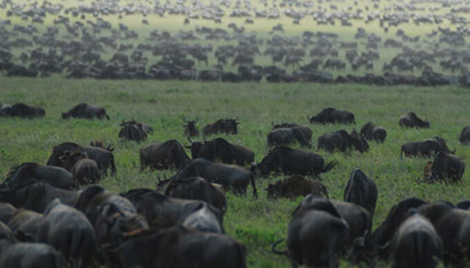 Wildebeests Africa Safari