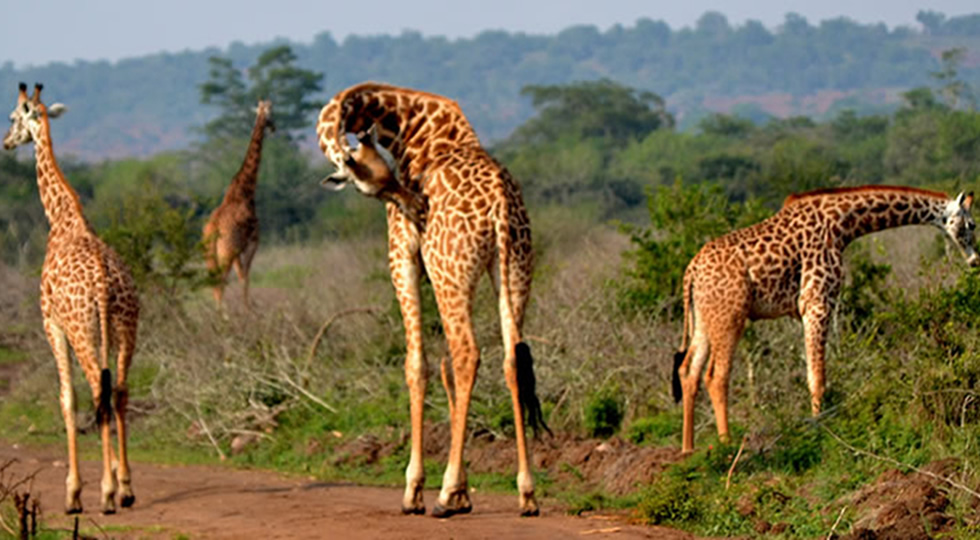 Akagera Wildlife