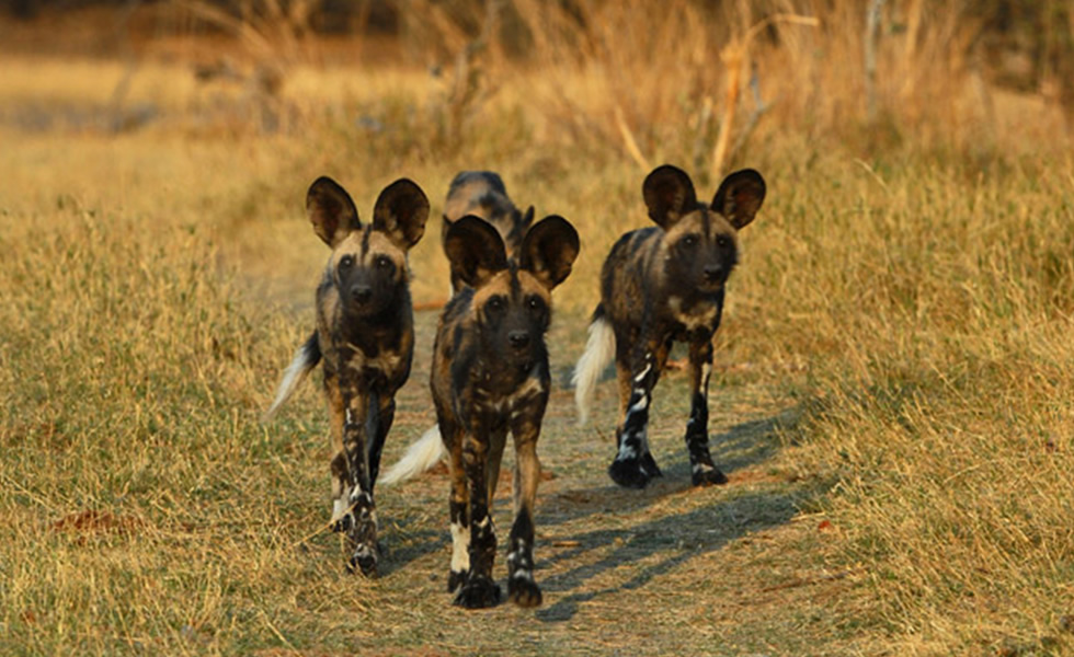 Botswna Hunting Dogs