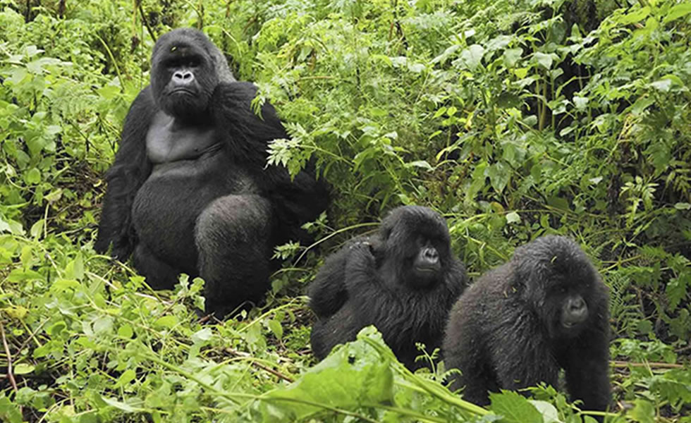 Rwanda Mountain Gorillas