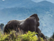 Rwanda the Land of a thousand hills