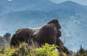Visit Rwanda, the Land of a Thousand Hills Rwanda the Land of a thousand hills