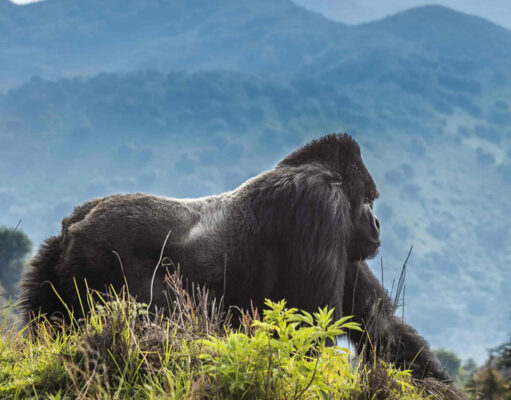 Visit Rwanda, the Land of a Thousand Hills Rwanda the Land of a thousand hills