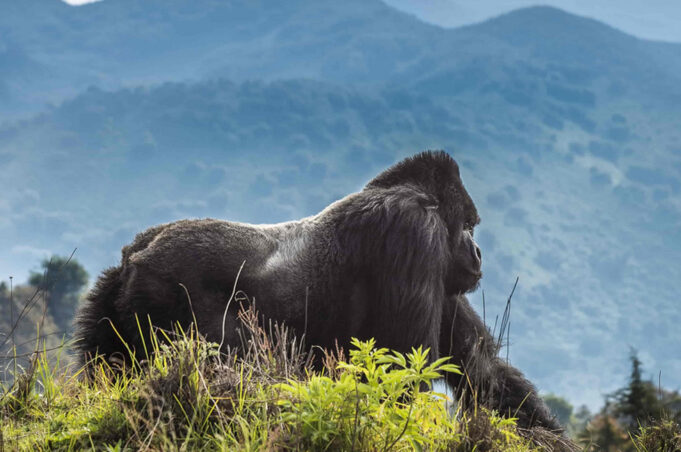 Rwanda the Land of a thousand hills