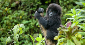 Rwanda: Your Gorilla Tourism Destination Gorilla Safaris in Rwanda