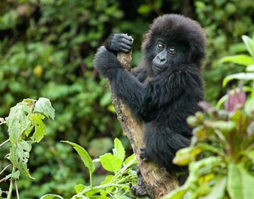 Rwanda: Your Gorilla Tourism Destination Gorilla Safaris in Rwanda