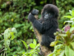 6 Great Gorilla Watching Tips You Should Know Gorilla Safari