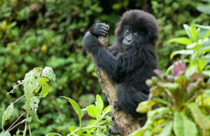 6 Great Gorilla Watching Tips You Should Know Gorilla Safari