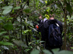 Chimpanzee Tracking in Kibale