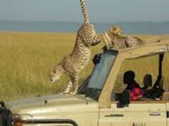 Affordable Kenyan Safari: A Guide for Budget Travelers
