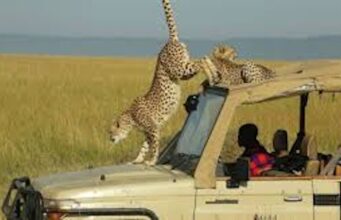 Affordable Kenyan Safari: A Guide for Budget Travelers